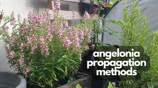 ANGELONIA PROPAGATION  Methods to grow more angelonia [upl. by Htnamas232]