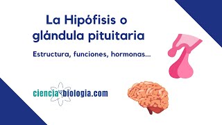 La hipófisis o glándula pituitaria definición estructura funciones y hormonas [upl. by Ehudd901]