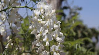 Hablando de la Glicinia de flor blanca  Cuidados  Wisteria sinensis forma alba [upl. by Gorton]