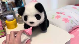 Baby Panda Bo Panda KerryAnneChannel [upl. by Zachary]