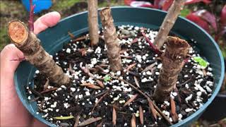 Growing RED TI LEAF Plant  Cordyline Fruticosa [upl. by Cannell]