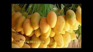 Mangga Karabau Buah termanis di dunia asal Filipina [upl. by Iy836]