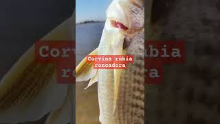 corvina rubia roncadoraconocelo [upl. by Boy]