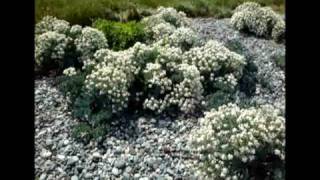 Sea kale Crambe maritima at Cemlyn Anglesey [upl. by Onailerua]