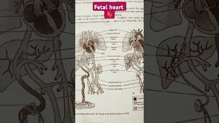 fetal heart medico AETCMEmergencyMedicine DrAmirAIIMS Learnmedicosmartly [upl. by Sosthena]