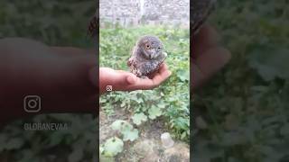 baby owl❤️❤️❤️❤️❤️❤️lechuza bebe♥️😌😌🙏🌹🌹❤️❤️ [upl. by Ahsik]