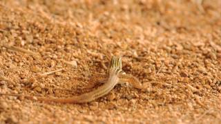 Texas spotted whiptail [upl. by Anivek579]