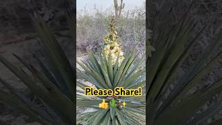 The Yucca From Gnarly To Bonito backyardbaja yuccaplantas desertlife mexico [upl. by Ruella]