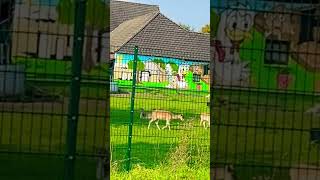 Tierpark Datteln  Autobahn CastropRauxel ytshorts shortvideo youtubeshorts shorts [upl. by Cord]