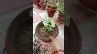 Cutting update Polyscias scutellaria plant ✓homegardeninggardenworldyoutubeshorts [upl. by Minier570]