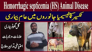 Hemorrhagic Septicemia HS In Animal  گل گھوٹو کی بیماری  GalGhotu Disease  Qasim Malik [upl. by Baalbeer]