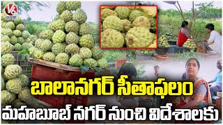 Balanagar Custard Apple Sitafal  Seasonal Fruit  Mahabubnagar  V6 News [upl. by Rehpotirhc]