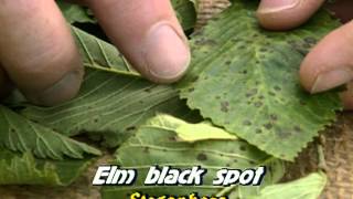 Ornamental Plant Diseases [upl. by Rendrag]