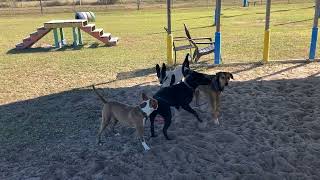 11222024 shelter dog playgroup with Kuzco Banjo Reese Bruno amp Belle shelterdog [upl. by Ponzo]