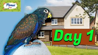 Baby Bronze Wing Pionus Parrots First Day in New Home  Lyra Vlogs Ep 1 [upl. by Eninotna]