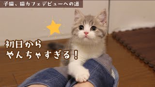 生後約2か月の子猫をお迎えしたら癒された【スコティッシュフォールド】 [upl. by Gannon]