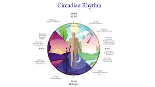 Circadian rhythm sleep phase disorders  VCE Psychology [upl. by Nickelsen]