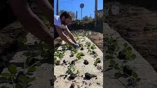 Plantando fresas [upl. by Mellie]