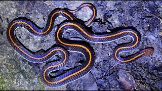 I Found a Banded Coral Snake [upl. by Wyatan]