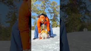 You WONT BELIEVE What Happened When We Tried the Nala Stomps dogdad corgi [upl. by Irtimed]