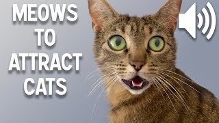 Sounds that attract cats  Meow to make cats come to you [upl. by Naek]