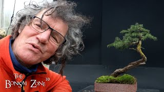 Working on My Birds Nest Spruce The Bonsai Zone Nov 2023 [upl. by Gino]