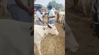 Karimangalam market Dharmapuri district tn24sakthivlogs cow cattleprice [upl. by Snoddy123]