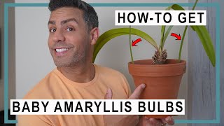 HowTo Get Your Amaryllis Bulbs to Grow and ReBloom  Getting New Baby Bulbs [upl. by Assirual]