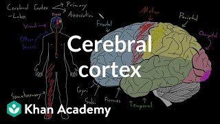 Cerebral cortex  Organ Systems  MCAT  Khan Academy [upl. by Naibaf571]