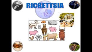 Rickettsia Made Easy Dr Mohammed Khaleel [upl. by Jed]