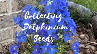 How to Harvest Delphinium Seeds  North Alabama Gardening  Zone 7b [upl. by Radbourne373]