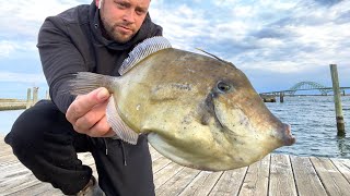 Giant Orange Filefish amp Porgy Surf Fishing Long Island in MidOctober [upl. by Aikat]