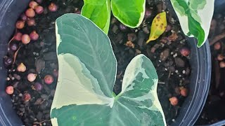 Propagating Alocasia Mickey Mouse Xanthosoma Sagittifollum [upl. by Vladamir]