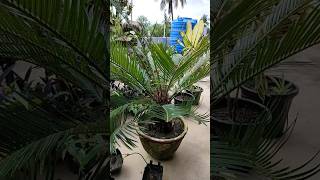 cycas propagation [upl. by Perloff]