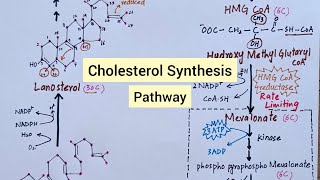 Cholesterol Synthesis Pathway  Biochemistry [upl. by Navannod991]