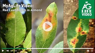 Red Leaf Blotch in Almond [upl. by Yllac54]