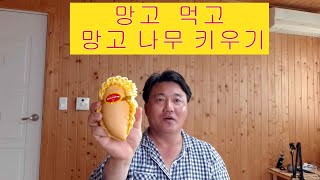 망고먹고 망고 씨앗으로 망고나무로 만들기 도전 합니다 [upl. by Tnelc]