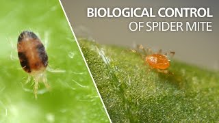 Biological control of spider mite  Phytoseiulus persimilis [upl. by Eelarbed]