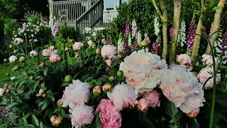 Peonies and Roses bring the Spring Cottage Garden into Peak Bloom  Ricks Garden Diary  2024 [upl. by Ynar791]