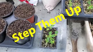 Papaya From Seed Update [upl. by Ttihw521]