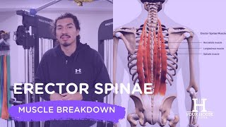 The Erector Spinae Muscles Functions amp Exercises [upl. by Ahsinyd]