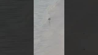 Common greenshank in Maldives [upl. by Cuyler776]