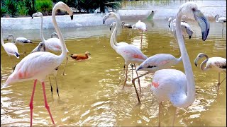 Flamingo Flock 🦩  Natures Stunning Ballet in Pink [upl. by Virgie]