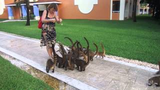 Feeding coatis in Mexico [upl. by Hubble]