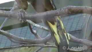 Green Oropendola [upl. by Meggs870]