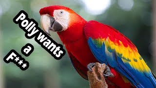 Top 10 swearing parrots swearing birds [upl. by Gentry]