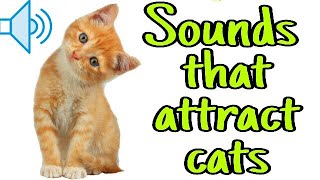 Sounds that attract cats  Meow to make cats come to you [upl. by Teodoor]