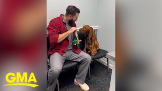 Veterinarian helps dog calm down before visit [upl. by Godderd957]