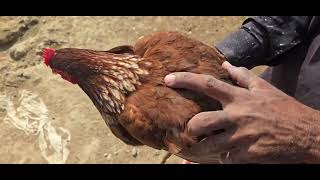 Effective Treatment for Lice Ticks Fleas and Mites in Lohmann Brown Hens  Lahore Pakistan [upl. by Ellora131]