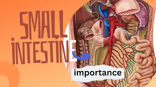 small intestine cbse Gastrointestinal  Digestion amp Absorption in the Small Intestines [upl. by Sudderth]